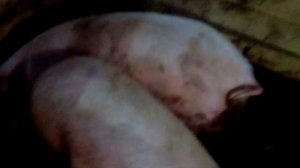 свиноводство как бизнес с чего начать