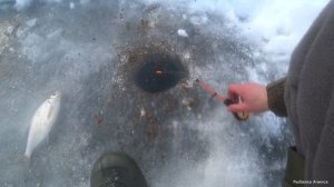 рыбалка с ночёвкой в красивейших местах Сибири, лещ плотва налим