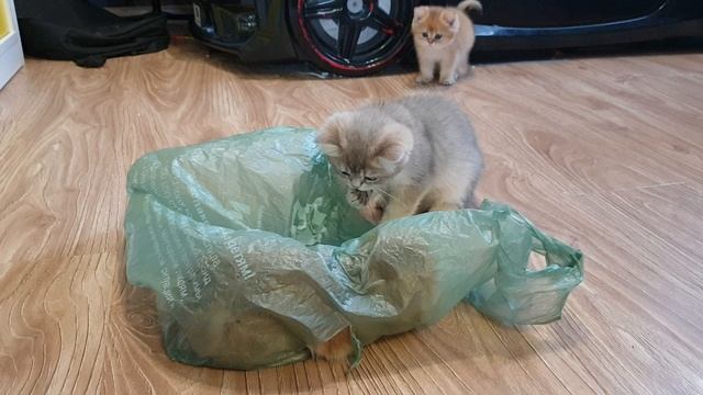 Маленькие шалуны