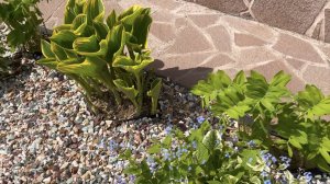 ВЕСЕННИЙ ОБЗОР РАБАТОК. МОЛОЧАЙ / ВЕРБЕЙНИК МОНЕТЧАТЫЙ / ИВА ПУРПУРНАЯ НАНА и др. ДАЧНЫЙ КРЕАТИВ.