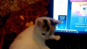 У нас появился котёнок.