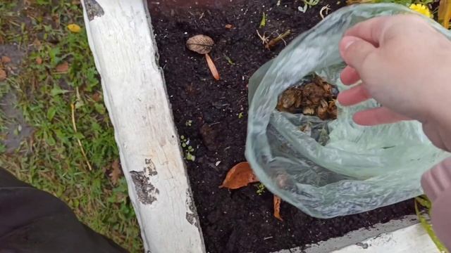 семена цветов бесплатно. где их взять? смотреть онлайн