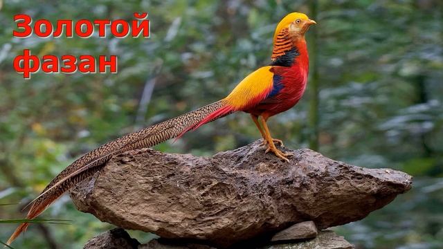 Самые красивые птицы мира /The most beautiful birds in the world