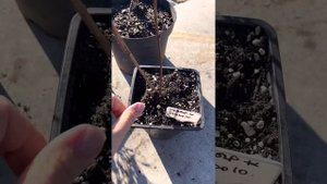 Пузыреплодники: Эмбер Джубили, Шух, Дьяболо, Литл Девил!