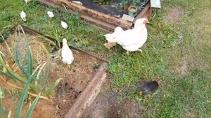 Забавное видео про цыплят