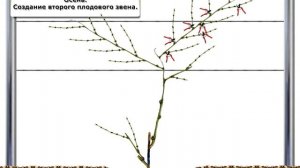 8. Штамбовая Формировка Винограда