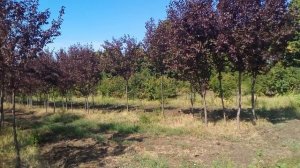 Слива пурпурная "Pissardii" | Plante.md