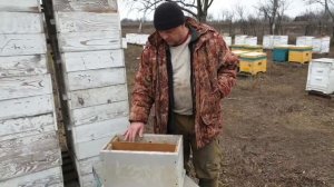 Как можно увеличить пасеку не покупая пчелопакеты. Краткое описание работы с шестирамочником.