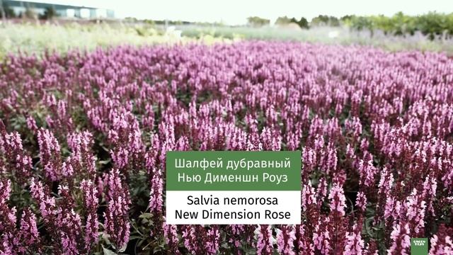 Любимые многолетники для современных цветников