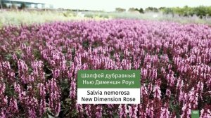 Любимые многолетники для современных цветников