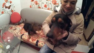ТАКСА ^ ТАКСЫ ^ ТАКСА ? ? ? Что лучше одной ТАКСЫ? ТАКСЫ встречают хозяйку дома :))