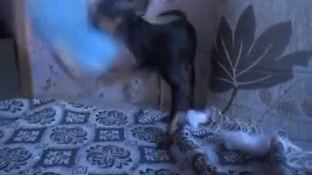 Тойчики-Олик хулиган смотреть онлайн