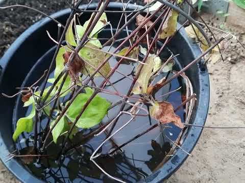 Осеннее черенкование клематиса. смотреть онлайн