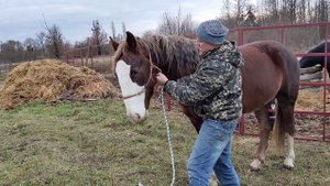 Подготовка молодой лошади к заездке в первый раз!!!