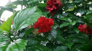 Beautiful Trending Hibiscus Flower Varieties in My Garden