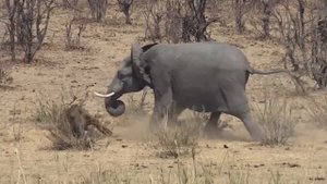 Запрещенные к показу Битвы Животных