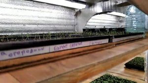 КАК УСТРОЕН НАШ РАССАДНИК ДЛЯ ЦВЕТОВ И ОВОЩЕЙ? БЮДЖЕТНЫЙ И ЭФФЕКТИВНЫЙ ВАРИАНТ!