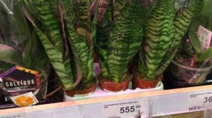 Комнатные цветы и комнатные растения в магазине Леруа Мерлен. Обзор ассортимента цветов Ноябрь 2020