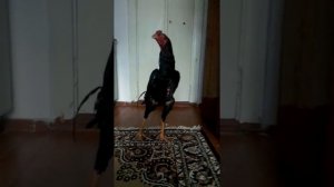 Бойцовский петух