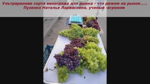 Ультраранние рыночные сорта винограда- срезаем на рынок 7 августа 2023 г, Пузенко Наталья Лариасовна
