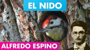 EL NIDO Alfredo Espino?? | El Nido Poema de Alfredo Espino? | Poemas de Alfredo Espino Valentina