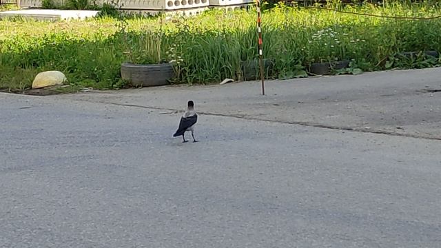 вороны. ворона белобока. вороны гуляющие по траве. ворона гуляет.