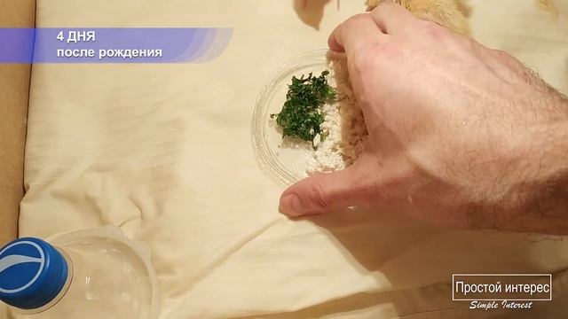 Перепёлки живут и растут в квартире. Первые 10 дней жизни цыплят. смотреть онлайн