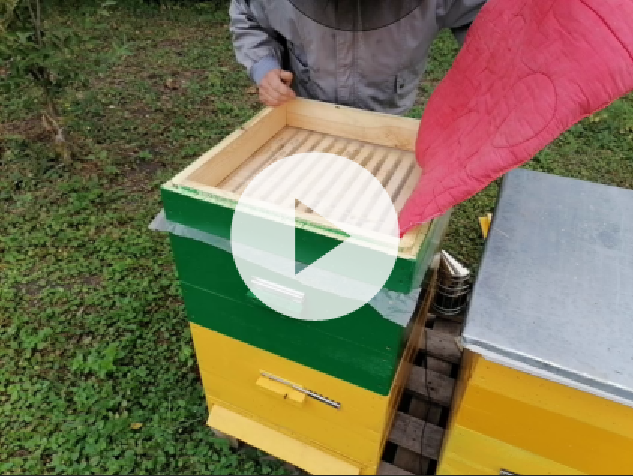 пчелы строят себе гнездо с неимоверной скоростью я просто в шоке смотреть онлайн