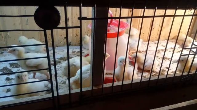 БРОЙЛЕРЫ НА ДАЧЕ КОББ 500 смотреть онлайн