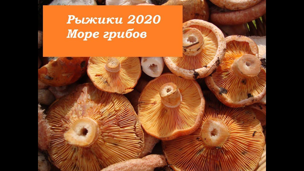 Грибы-2020.Первый слой.РЫЖИКИ В ИЮНЕ. СТОЛЬКО Я ЕЩЕ ВИДЕЛ..2 ЧАСТЬ смотреть онлайн