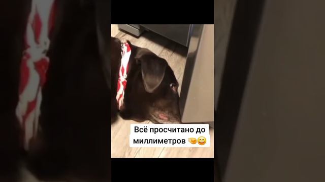 🔥СмехоМания🔥
🔥t.me/Laughomania🔥
