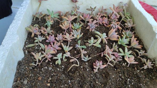 27 şubatta çektiğim videom kasaların arasından çıkan formu bozuk sukulentleri yeni yerlerine aldım смотреть онлайн