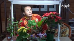 Чем досвечивать комнатные растения.  Светильник 5 урожаев ОЖЗ