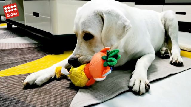 PULL ME OUT DOG TOY NOSEWORK SNUFFLE TOY PUZZLE TOY смотреть онлайн