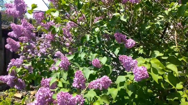 ДАЧНАЯ КРАСОТА, ЦВЕТЕТ СИРЕНЬ. 15 МАЯ. смотреть онлайн