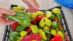 Сладкий перец в сентябре дает урожай не хуже чем в августе, как дозаривать перцы