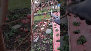 обрезка на урожай и формирование молодого персика