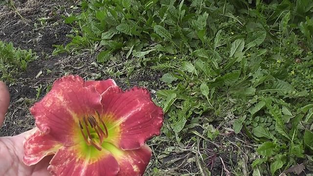 Первое цветение лилейников в 2018 году смотреть онлайн