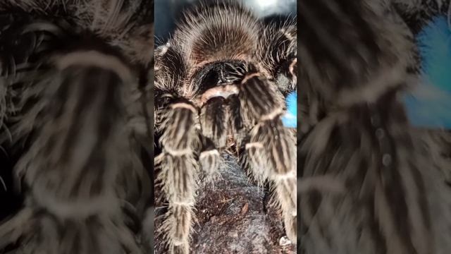 Машенька кушает мраморного таракана. / ласиодора парахибана. смотреть онлайн