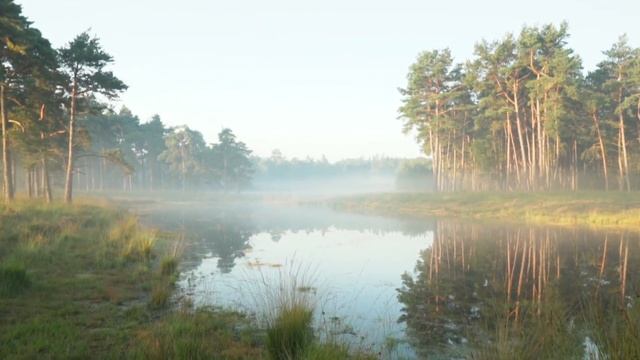 МУЗЫКА ДЛЯ РАЗМЫШЛЕНИЙ. ПЕНИЕ ПТИЦ И ПИАНИНО. РЕЛАКС. УСПОКАИВАЮЩАЯ МУЗЫКА. МУЗЫКА ДЛЯ ДУШИ.