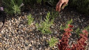 Как добиться повторного цветения ЛАВАНДЫ? Когда и зачем нужно обрезать лаванду