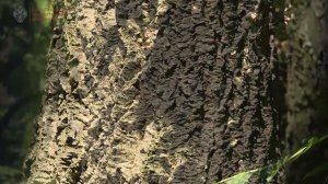 Бархат амурский // открытый грунт Ботанического сада СПбГУ