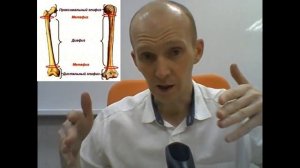 Рост костей в длину и толщину