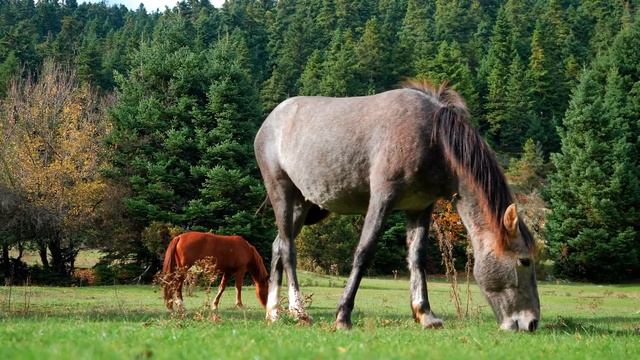 Мягкая и расслабляющая музыка с красивыми видеороликами о природе? Мягкая жизненная музыка смотреть онлайн