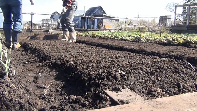 Посадка морковки смотреть онлайн