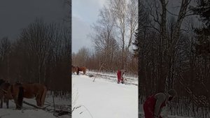 Тяжелые конные лесозаготовительные сани ч.1