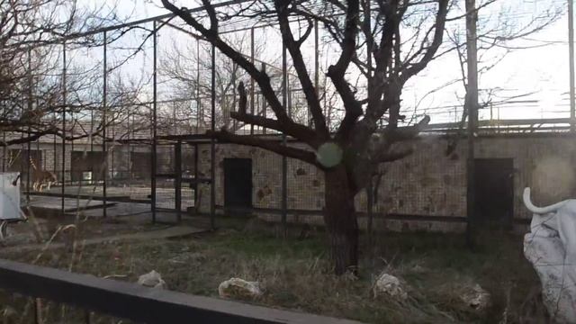 Как тигр Скиф меня звал ! смотреть онлайн