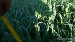 Результат раннего посева зерновых. Горох,  овес, просо.