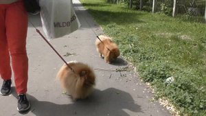 Померанский шпиц на прогулке после урагана в Кемерово, мини шпиц Оливия неженка, шпицу Бэлле скучно