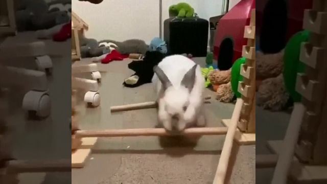 Кролик живет по своим правилам. смотреть онлайн